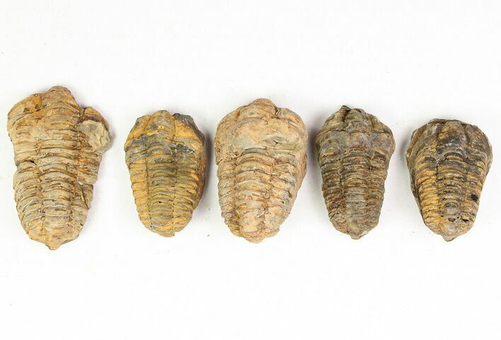 1 to 2" Calymene (Colpocoryphe) Trilobite Fossils - Photo 1